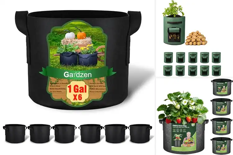 Detailed view of Best Aeration Containers: Top Picks for Thriving Plants