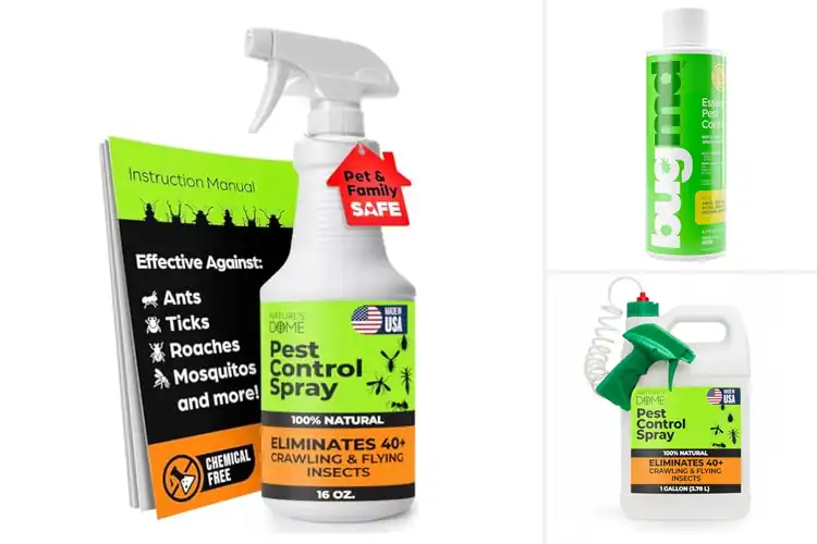 Detailed view of Best eco-friendly pest control solutions