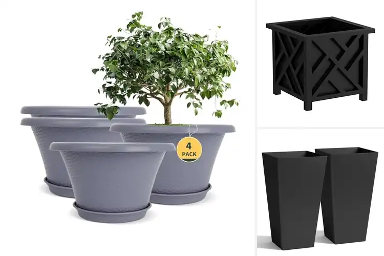 Detailed view of Best Large Plant Containers