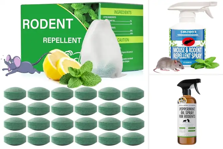 Detailed view of Best non-toxic rat deterrents: Protect home, pets & planet