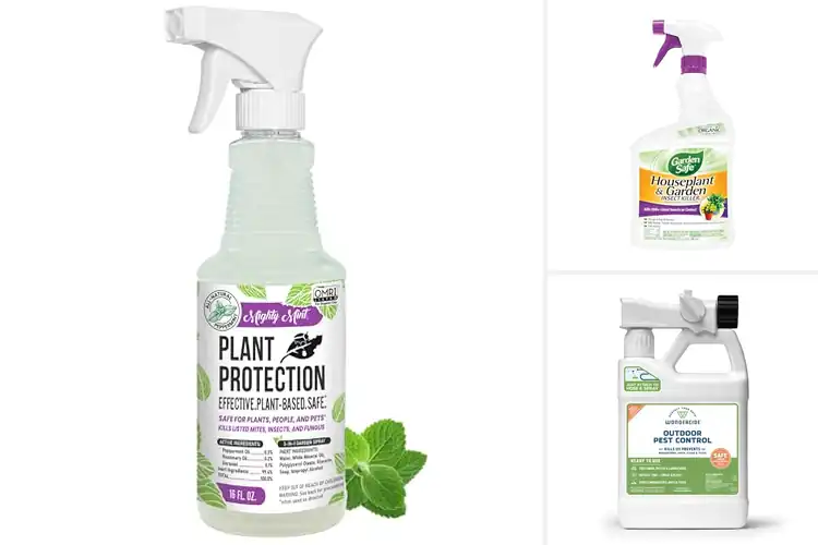 Detailed view of Best Safe For Humans Pets And Plants Pest Control